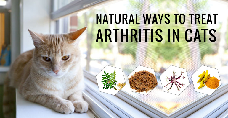 Natural Ways to treat Arthritis in Cats