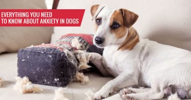 Everything You Need to Know About Anxiety in Dogs
