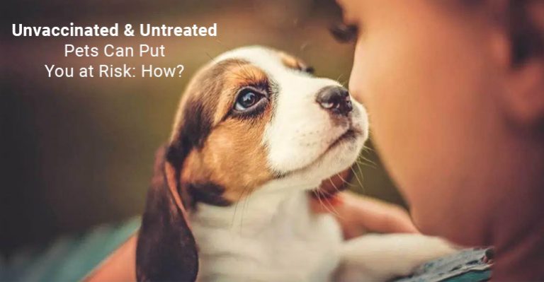 How Unvaccinated Pets Can Put You At Risk | BudgetVetCare