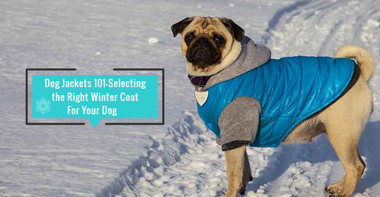 Winter Coat For Your Dog