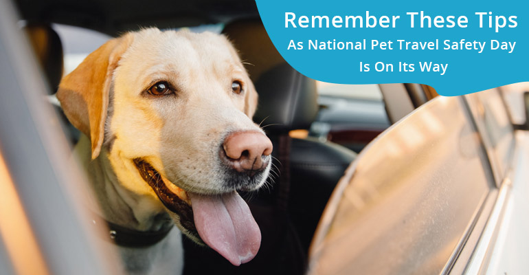 National Pet Travel Safety Day