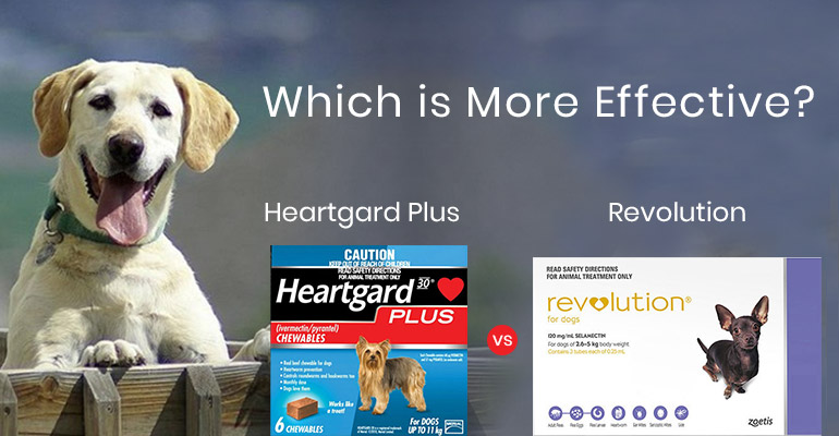 Heartgard Plus and Revolution Are Best 