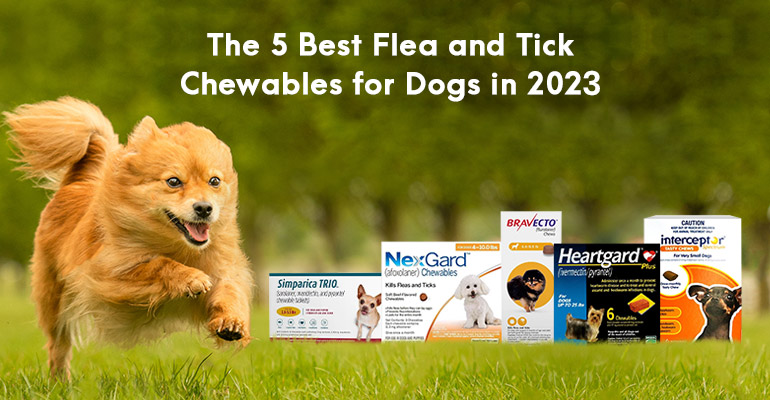 5 Best Flea and Tick Chewables for Dogs in 2023