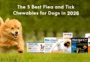 The 5 Best Flea and Tick Chewables for Dogs in 2026