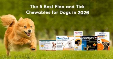 The 5 Best Flea and Tick Chewables for Dogs in 2026