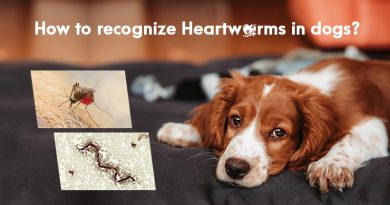 How to Recognize Heartworms in Dogs?