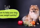 How to Help Your Dog Lose Weight Quickly?