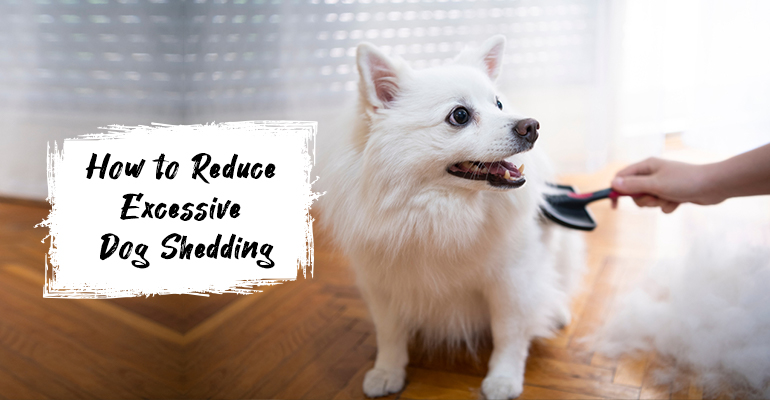 How to Reduce Excessive Dog Shedding?