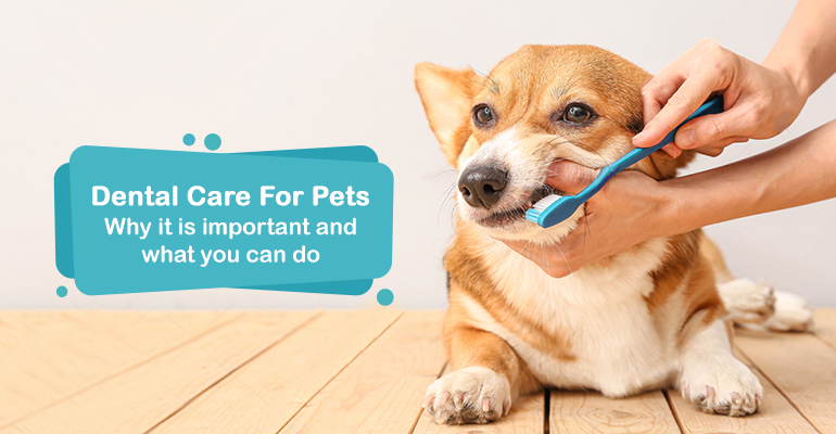 Dental Care For Pets: Why it is important and what you can do