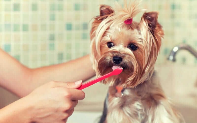 brushing-a-dogs-teeth