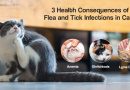 3 Health Consequences of Flea and tick infections in cats