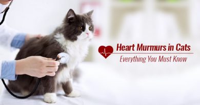 Heart Murmurs in Cats