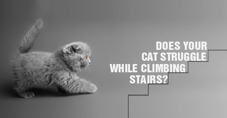 Does Your Cat Struggle While Climbing Stairs?