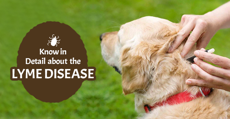 Know in Detail about the Lyme Disease