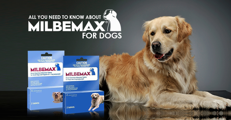 All You Need To Know About Milbemax For Dogs