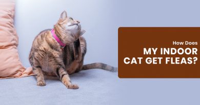 can indoor cats get fleas