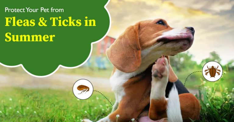 Image showcasing Protect Your Pet from Fleas & Ticks in Summer - BudgetVetCare Blog
