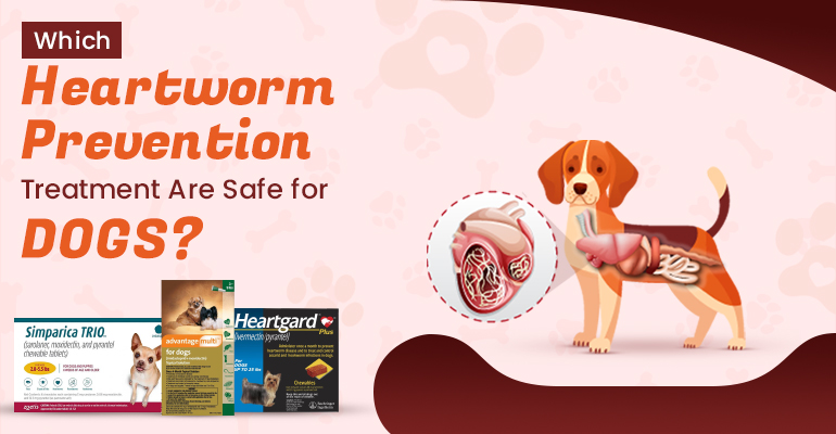 Safe Heartworm Preventions for dogs