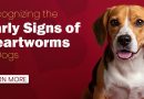First signs of heartworms in dogs