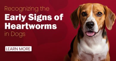 First signs of heartworms in dogs
