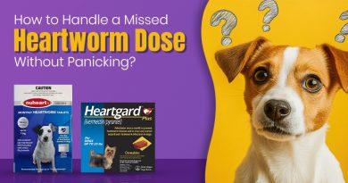How to Handle a Missed Heartworm Dose Without Panicking? Missed Heartworm Dose