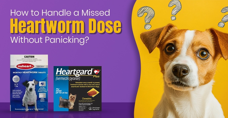 Missed Heartworm Dose​