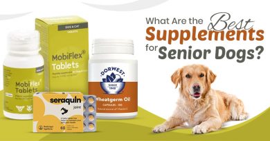 Best Supplements for Senior Dogs