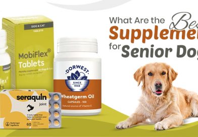 Best Supplements for Senior Dogs