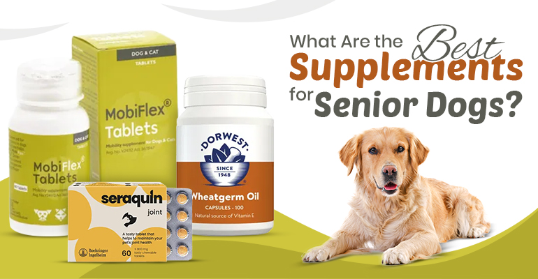 Best Supplements for Senior Dogs