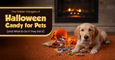 The Hidden Dangers of Halloween Candy for Pets (and What to Do if They Eat It) my dog ate candy what should i do