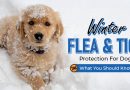 Winter Flea and Tick Protection For Dogs - What You Should Know?