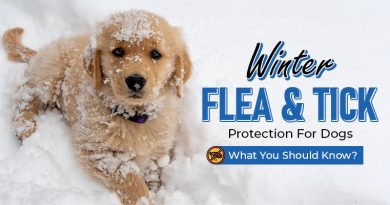 Winter Flea and Tick Protection For Dogs - What You Should Know?