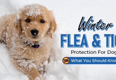 Winter Flea and Tick Protection For Dogs - What You Should Know?