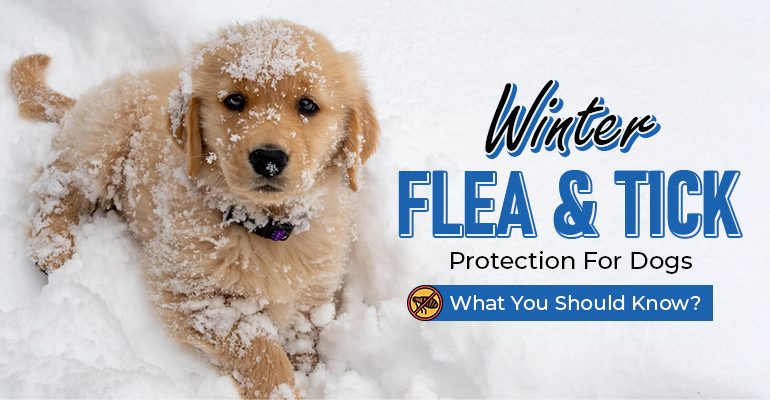 Winter Flea and Tick Protection For Dogs - What You Should Know?