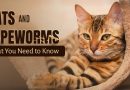 tapeworms in cats - all you need to know