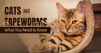 tapeworms in cats - all you need to know