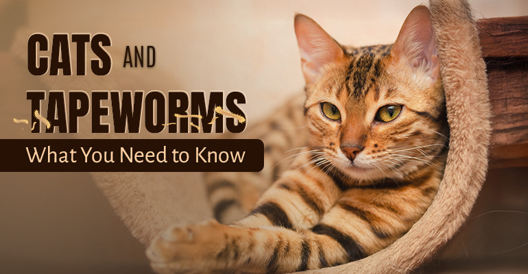 tapeworms in cats - all you need to know