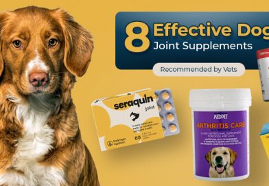 Effective Dog Joint Supplements Recommended by Vets
