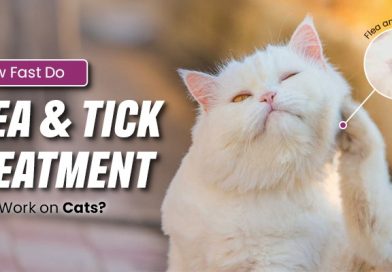 How Fast Do Flea and Tick Treatments Really Work on Cats? how-fast-do-flea-and-tick-treatments-really-work-on-cats