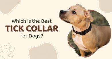 which-is-the-best-tick-collar-for-dogs