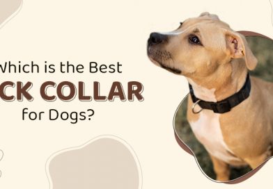 which-is-the-best-tick-collar-for-dogs