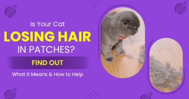 is-your-cat-losing-hair-in-patches-find-out-what-it-means-&-how-to-help