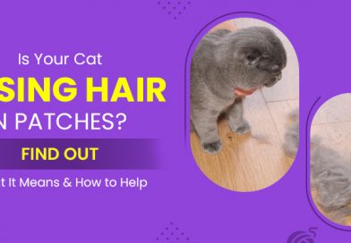Is Your Cat Losing Hair in Patches? Find Out What It Means & How to Help is-your-cat-losing-hair-in-patches-find-out-what-it-means-&-how-to-help