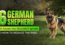 6 German Shepherd Health Issues You Shouldn’t Ignore (and How to Reduce the Risk) german-shepherd-health-issues-you-shouldnt-ignore