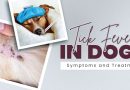 Tick Fever in Dogs: Symptoms and Treatment tick-fever-in-dogs-symptoms-and-treatment
