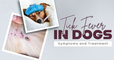 tick-fever-in-dogs-symptoms-and-treatment