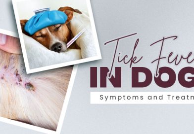 Tick Fever in Dogs: Symptoms and Treatment tick-fever-in-dogs-symptoms-and-treatment
