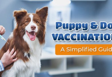 Puppy & Dog Vaccinations – A Simplified Guide puppy-and-dog-vaccinations-a-simplified-guide