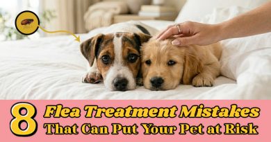 8-flea-treatment-mistakes-that-can-put-your-pet-at-risk