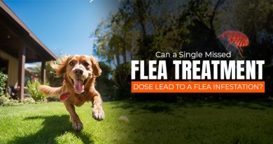 can-a-single-missed-flea-treatment-dose-lead-to-a-flea-infestation